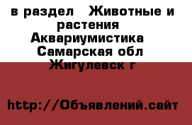  в раздел : Животные и растения » Аквариумистика . Самарская обл.,Жигулевск г.